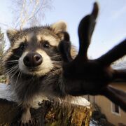 racoon