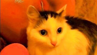 magickitten приватик