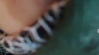 соничка молочная