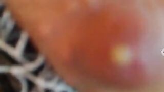 соничка молочная