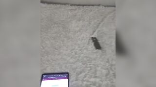 Онлайн-эровидеочат с YoloSEXtoy на BongaCams 2024-05-26 12_02